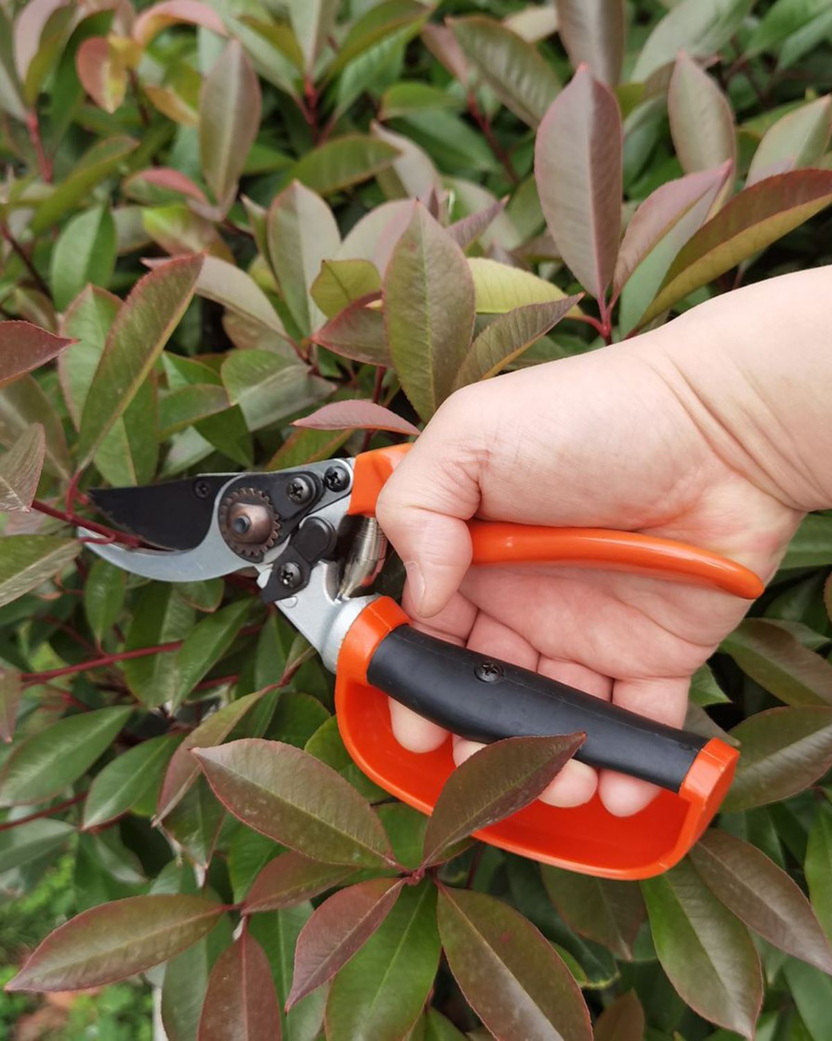 Durable Teflon Coated Pruner - Country Collection